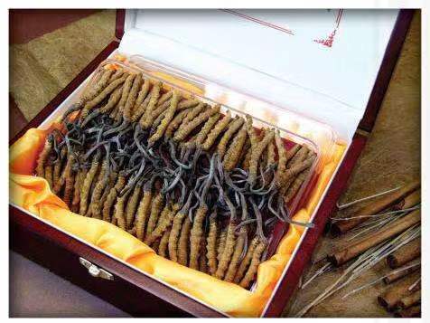 恩阳冬虫夏草回收